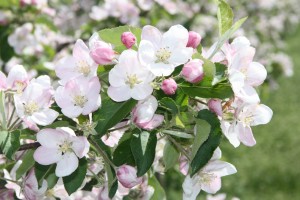 IMG_1066
