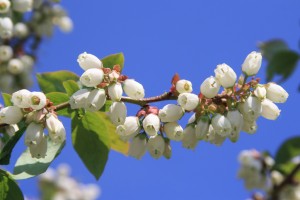 IMG_1271