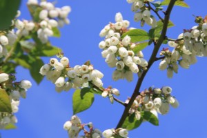 IMG_1275