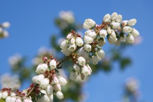 IMG_1310